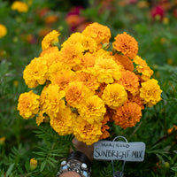 A handful of Marigold Sunbright Mix.