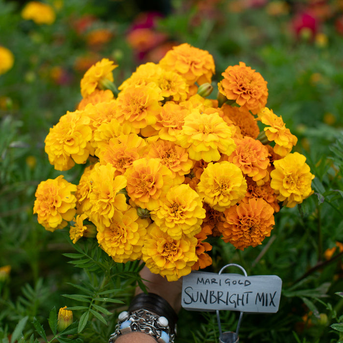A handful of Marigold Sunbright Mix.