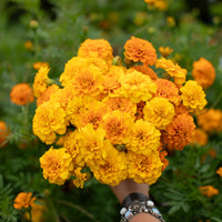 A handful of Marigold Sunbright Mix.
