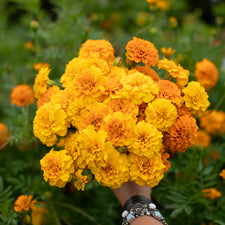 A handful of Marigold Sunbright Mix.