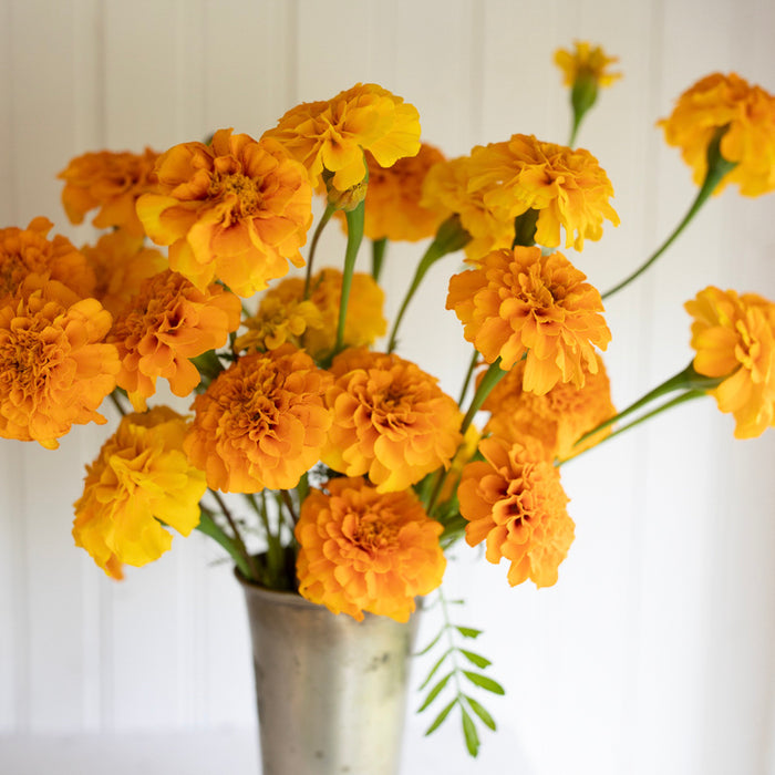 Marigold Sunbright Mix blooms arranged in a vessel.