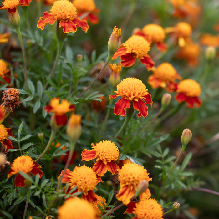 A close up of Marigold ‘Tiger Eyes’.