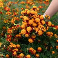 A handful of Marigold ‘Tiger Eyes’.