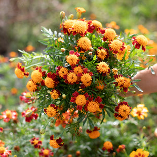 A handful of Marigold ‘Tiger Eyes’.