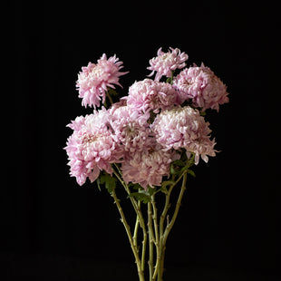 A bunch of Chrysanthemum ‘Alexis’.