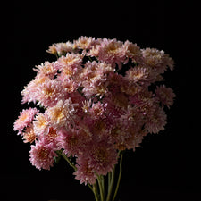 A bunch of Chrysanthemum ‘Annie Girl’.