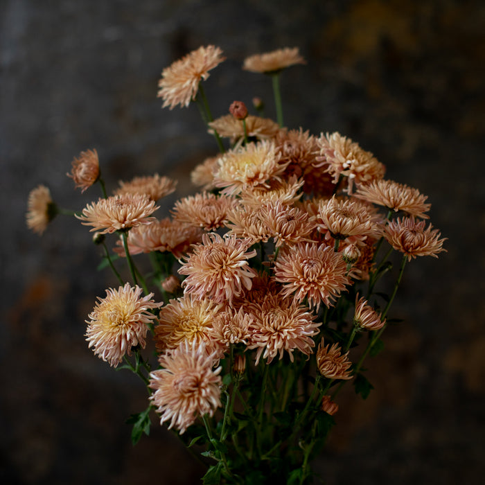 A bunch of Chrysanthemum ‘Blush Strokes’.