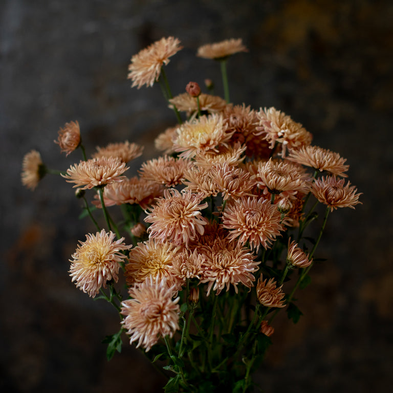 A bunch of Chrysanthemum ‘Blush Strokes’.