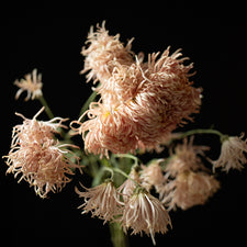 A bunch of Chrysanthemum ‘Buff Rayonnante’.