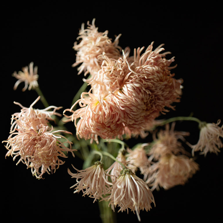 A bunch of Chrysanthemum ‘Buff Rayonnante’.