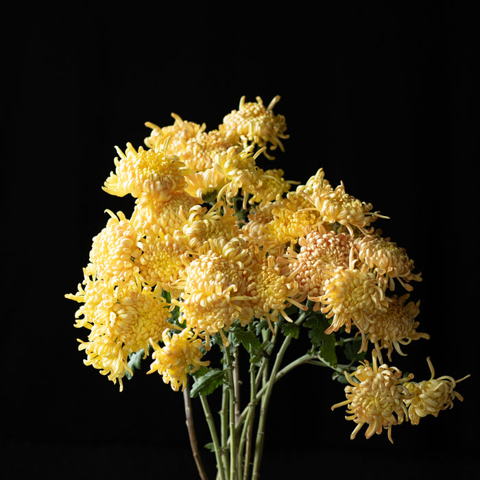 A bunch of Chrysanthemum ‘Champagne Beauty’.