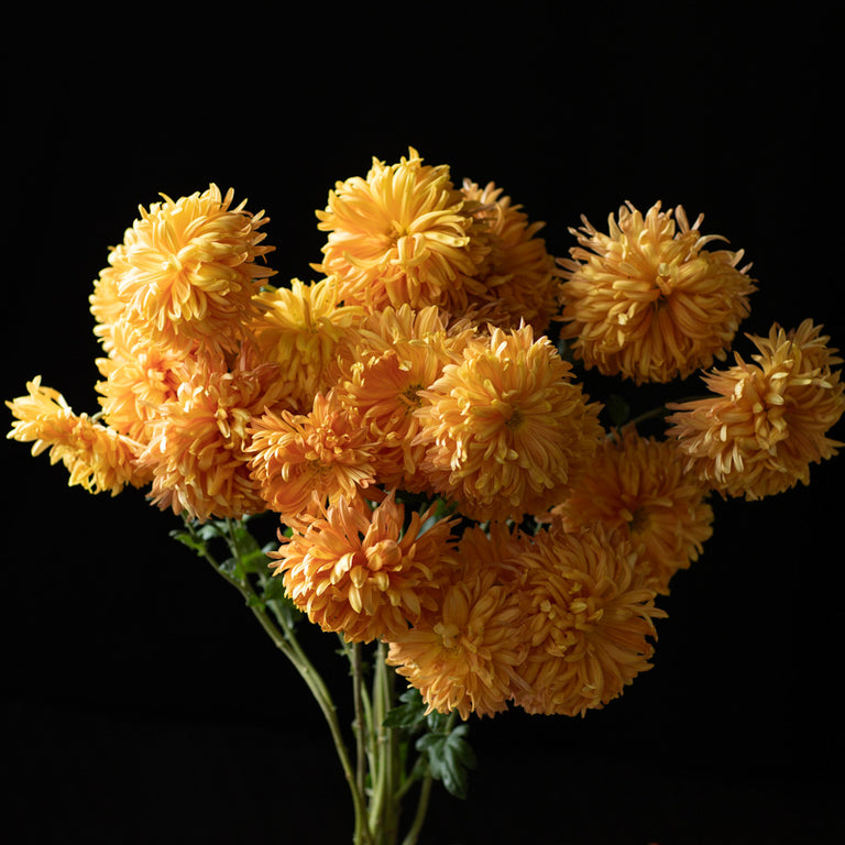 A bunch of Chrysanthemum ‘Cheerleader’.