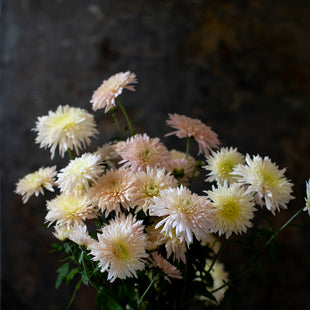 A bunch of Chrysanthemum ‘Chiffon’.