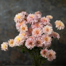 A bunch of Chrysanthemum ‘Confetti’.