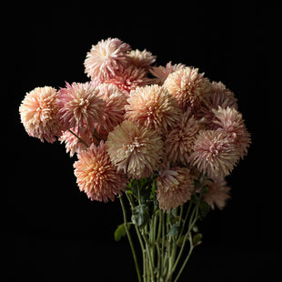 A bunch of Chrysanthemum ‘Coral Cavalier’.