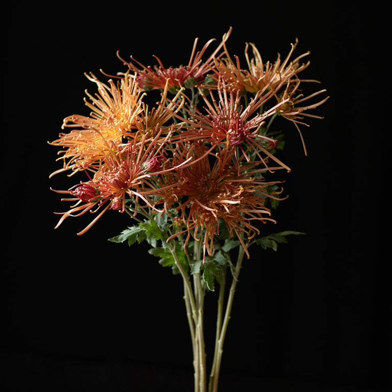 A bunch of Chrysanthemum ‘Divine Music’.