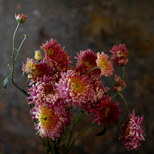 A bunch of Chrysanthemum ‘Fall Charm’.