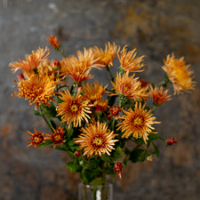 A bunch of Chrysanthemum ‘Fine Feathers’.