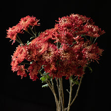 A bunch of Chrysanthemum ‘Fort Vancouver’.
