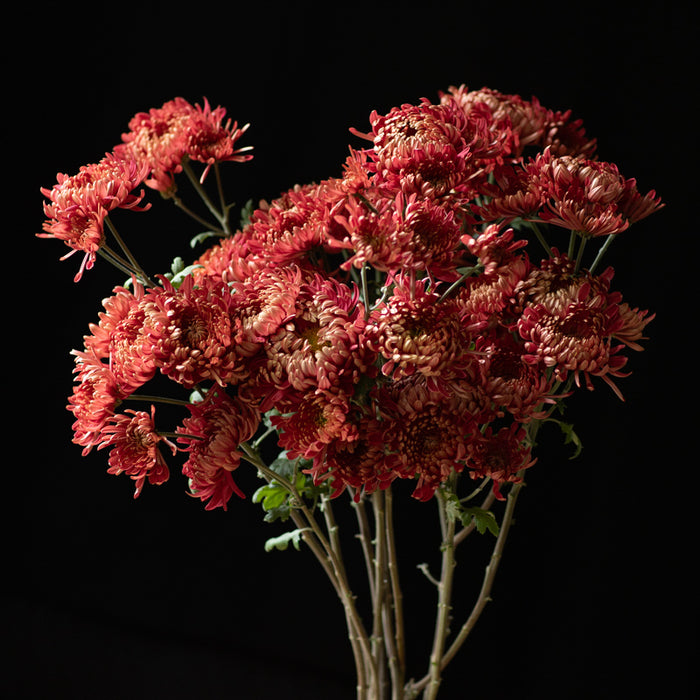 A bunch of Chrysanthemum ‘Fort Vancouver’.