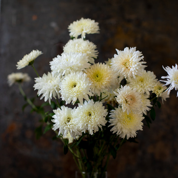 A bunch of Chrysanthemum ‘French Vanilla’.