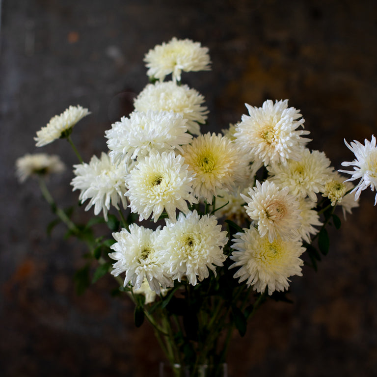 A bunch of Chrysanthemum ‘French Vanilla’.