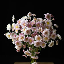 A bunch of Chrysanthemum ‘Harry Anderton’.