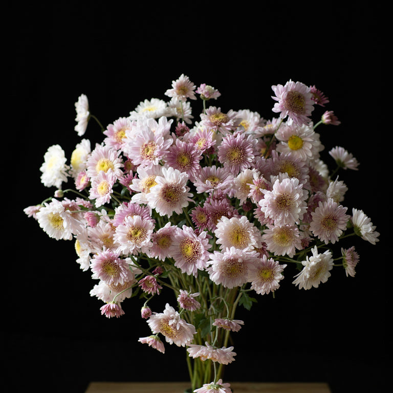 A bunch of Chrysanthemum ‘Harry Anderton’.
