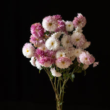 A bunch of Chrysanthemum ‘Helen Mae’.