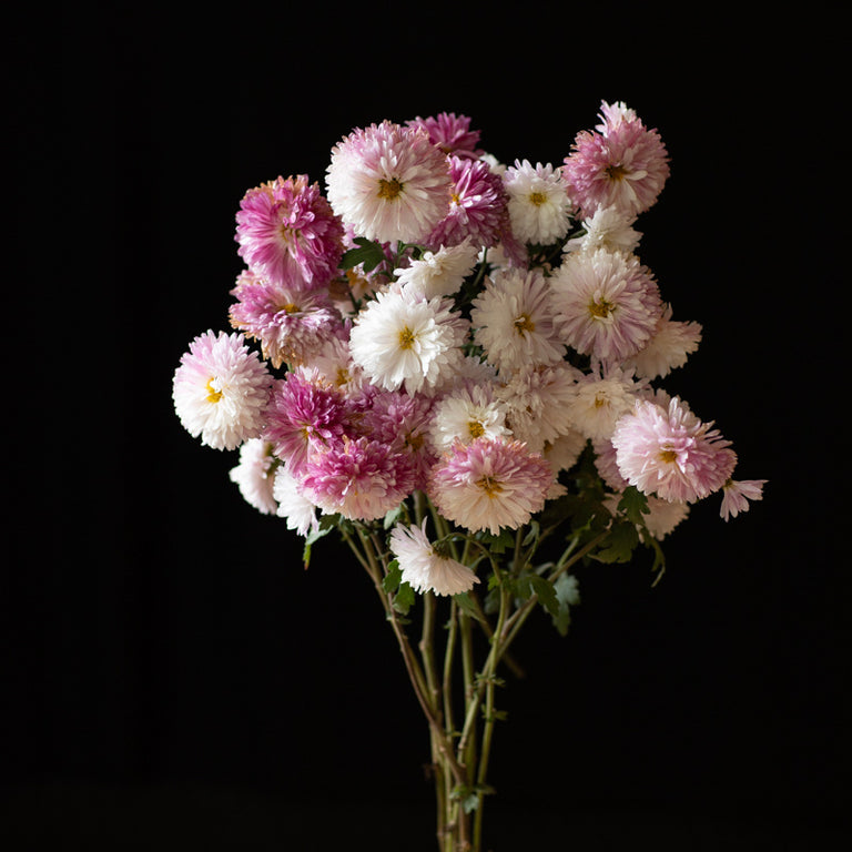 A bunch of Chrysanthemum ‘Helen Mae’.