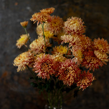 A bunch of Chrysanthemum ‘Homecoming’.