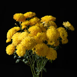 A bunch of Chrysanthemum ‘Honeyglow’.