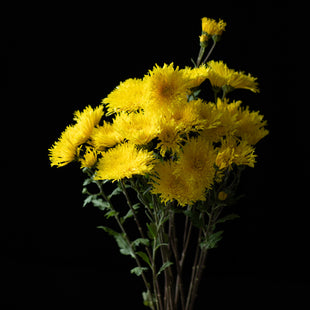 A bunch of Chrysanthemum ‘Jackstraw’.