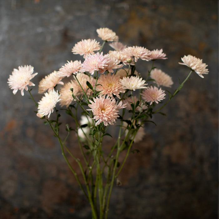 A bunch of Chrysanthemum ‘Jessica Louise’.
