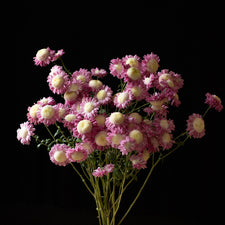 A bunch of Chrysanthemum ‘Jill Anderton’.