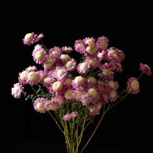 A bunch of Chrysanthemum ‘Jill Anderton’.