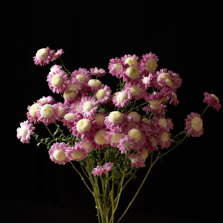 A bunch of Chrysanthemum ‘Jill Anderton’.