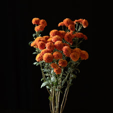 A bunch of Chrysanthemum ‘Kelvin Mandarin’.