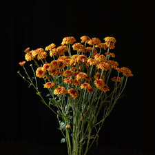 A bunch of Chrysanthemum ‘Kelvin Tattoo’.