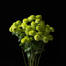 A bunch of Chrysanthemum ‘Kermit’.