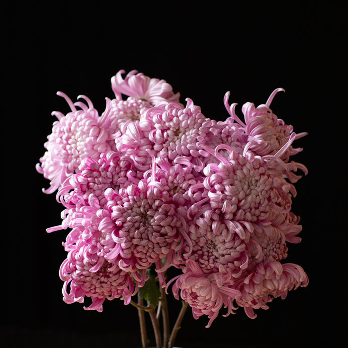 A bunch of Chrysanthemum ‘Kokka Hougiku’.
