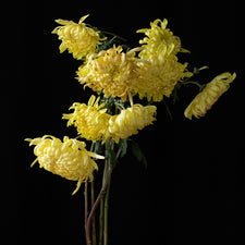 A bunch of Chrysanthemum ‘Kokka No Waza’.