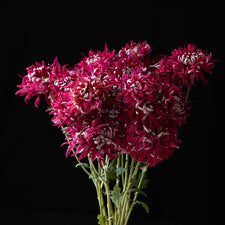 A bunch of Chrysanthemum ‘Lili Gallon’.