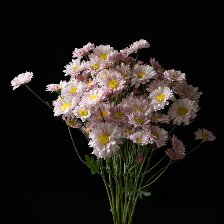 A buch of Chrysanthemum ‘Lily Anderton’.