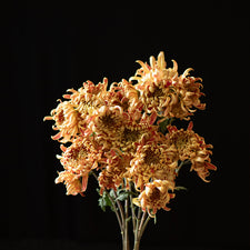 A bunch of Chrysanthemum ‘Nijin Bigo’.