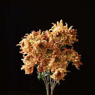 A bunch of Chrysanthemum ‘Nijin Bigo’.