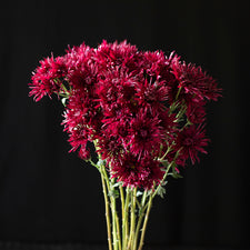 A bunch of Chrysanthemum ‘Oriental Knight’.