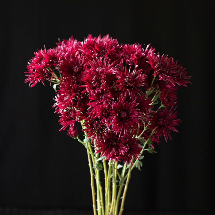 A bunch of Chrysanthemum ‘Oriental Knight’.