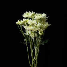 A bunch of Chrysanthemum ‘Pat Lawson’.