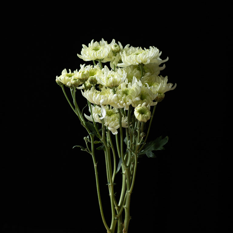 A bunch of Chrysanthemum ‘Pat Lawson’.